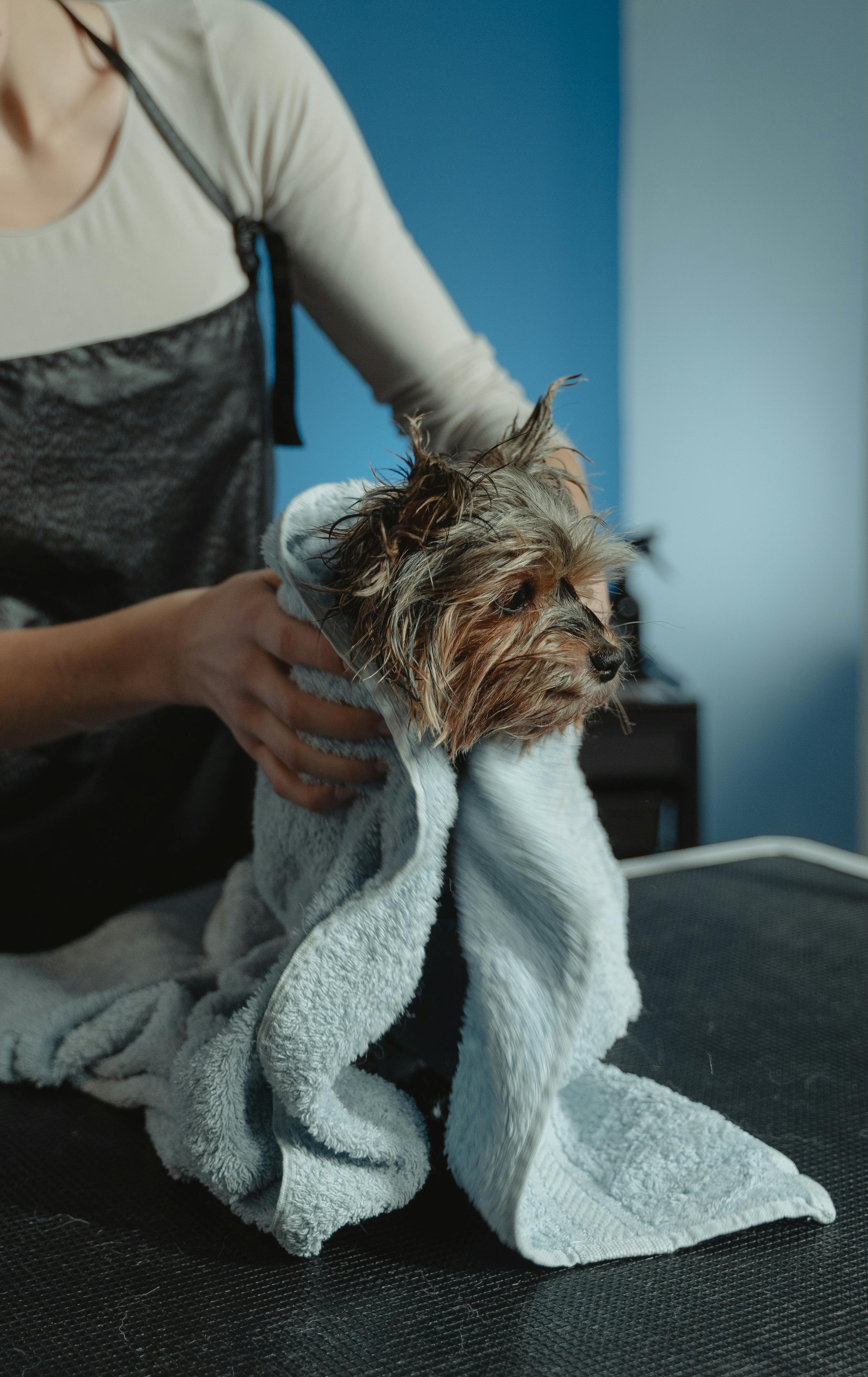 Small dog getting dried with a towel